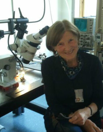 Professor Hanna Mustaparta titter i hodet på nattsvermere for å finne ut mer om hvordan luktesansen vår fungerer. (Foto: Privat) Professor Hanna Mustaparta titter i hodet på nattsvermere for å finne ut mer om hvordan luktesansen vår fungerer. (Foto: Privat)