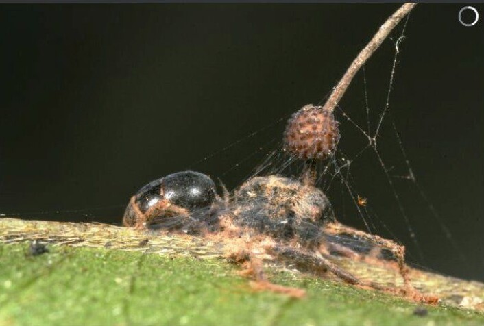 En død stokkmaur, med zombiesopp voksende ut av hodet, på et blad i underskogen av Thailands regnskog. (Foto: David Hughes, Penn State University) En død stokkmaur, med zombiesopp voksende ut av hodet, på et blad i underskogen av Thailands regnskog. (Foto: David Hughes, Penn State University)
