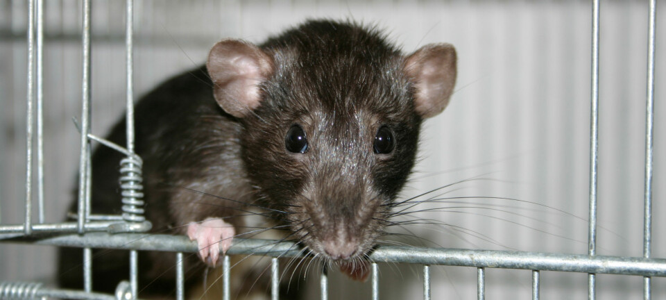 Vi vet ikke om denne rotta drømmer om å motta en nobelpris. Men nyere forskning tyder likevel på at den kan være i stand til å vurdere fremtidige mulige scenarioer. Oskila / wikimedia commons