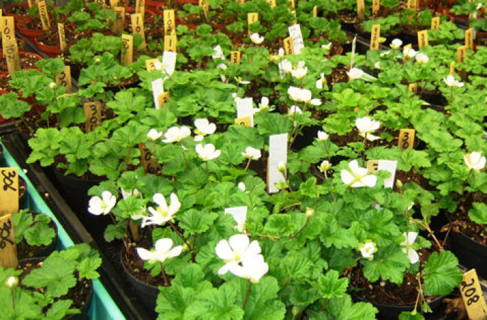 Molteplanter fra krysningsforsøk i drivhus i Tromsø. (Foto: Bioforsk Nord) Molteplanter fra krysningsforsøk i drivhus i Tromsø. (Foto: Bioforsk Nord)