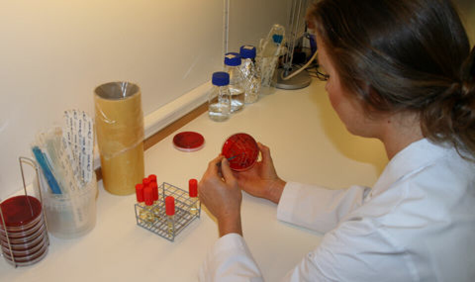 Veterinær Karianne Cecilie Strømme Johannesen velger ut bakteriekolonier som skal dyrkes opp slik at de kan studere bakterienes evne til å danne biofilm på ulike typer underlag. (Foto: Norunn K. Torheim )
