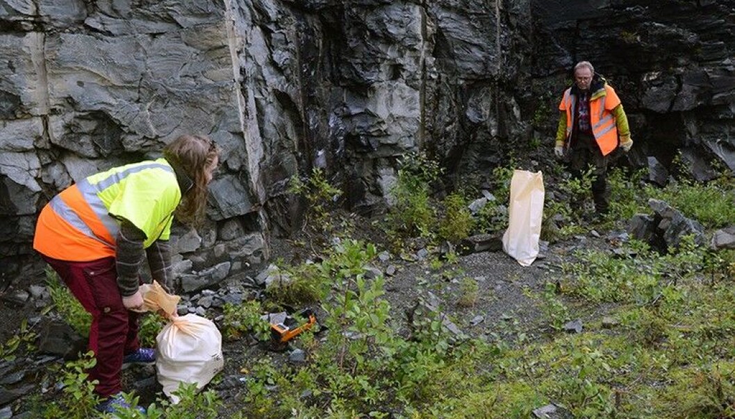 NGU-forskarane Anette Granseth og Eyolf Erichsen tar steinprøver frå ei vegskjering i Teveldalen i Meråker. NGU-forskarane Anette Granseth og Eyolf Erichsen tar steinprøver frå ei vegskjering i Teveldalen i Meråker.
