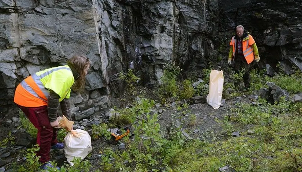 NGU-forskarane Anette Granseth og Eyolf Erichsen tar steinprøver frå ei vegskjering i Teveldalen i Meråker.