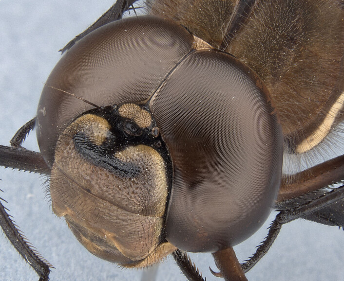 Øyenstikkere har noen av de beste fasettøynene vi kjenner til. De kan ha flere titalls tusen linser i hvert øye. Dette er arten Aeshna brevistyla. (Foto: Alexis Tindall) Øyenstikkere har noen av de beste fasettøynene vi kjenner til. De kan ha flere titalls tusen linser i hvert øye. Dette er arten Aeshna brevistyla. (Foto: Alexis Tindall)