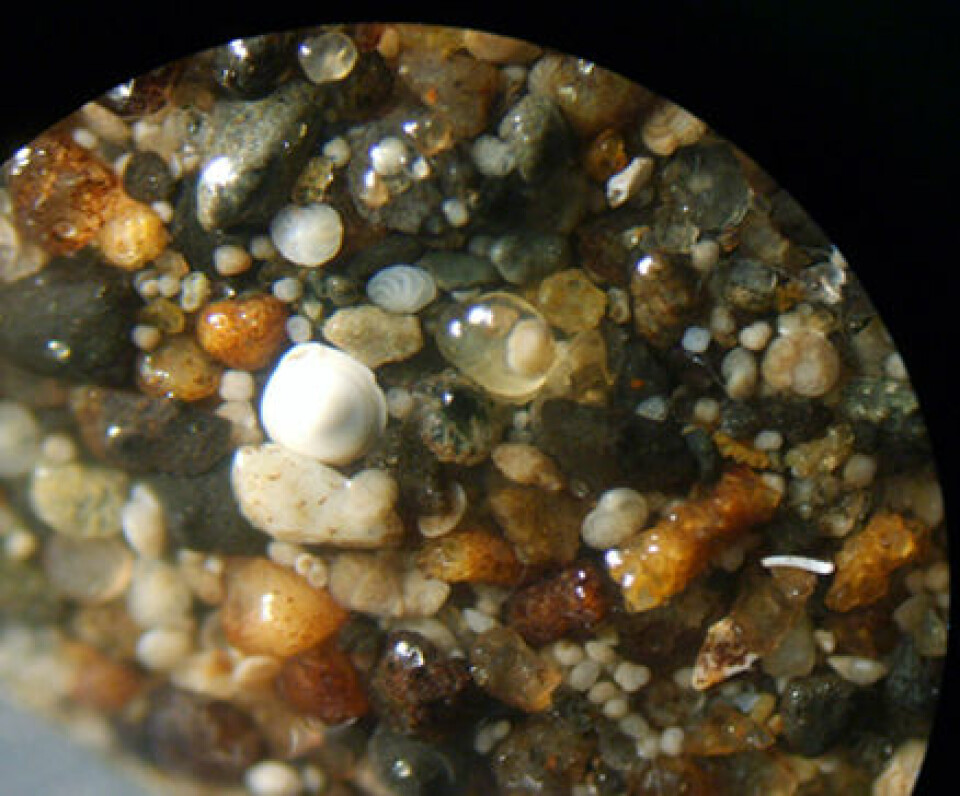 'Mikroskopiske planktonskall ligger gjemt blant grus og leire. Her ser de ut som små sneglehus'