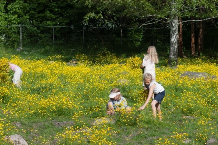 De gule blomstene blomstrer gjennom hele sommeren. (Foto: E. Fløistad, Bioforsk) De gule blomstene blomstrer gjennom hele sommeren. (Foto: E. Fløistad, Bioforsk)
