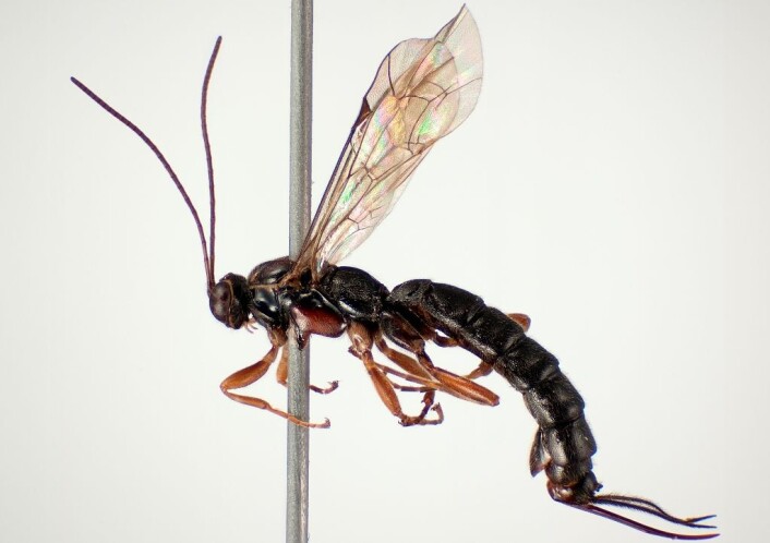 Larvene til Clistopyga incitator utvikles i eggsekken til edderkopper. (Foto: Karsten Sund, Naturhistorisk museum) Larvene til Clistopyga incitator utvikles i eggsekken til edderkopper. (Foto: Karsten Sund, Naturhistorisk museum)