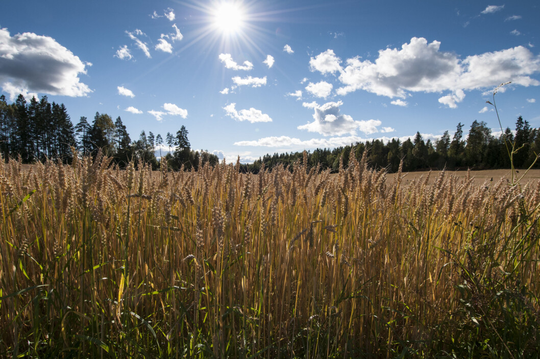 Norge har svært lite dyrkbar jord i reserve, noe som betyr at produksjonen av matkorn ikke kan økes vesentlig. Her en hvetåker i Ås i Akershus. (Foto: Lars Sandved Dalen / Skog og landskap) Norge har svært lite dyrkbar jord i reserve, noe som betyr at produksjonen av matkorn ikke kan økes vesentlig. Her en hvetåker i Ås i Akershus. (Foto: Lars Sandved Dalen / Skog og landskap)