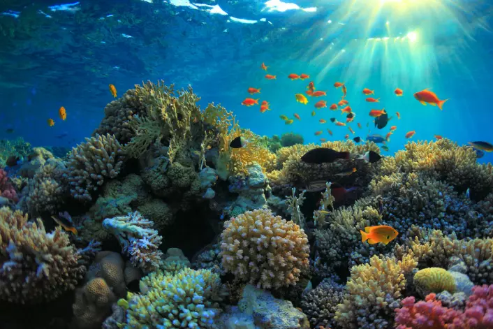 Korallrev utgjør mindre enn 0,1 prosent av havets overflate. Likevel er korallrev hjemsted for 25 prosent av alle fiskearter. (Foto: Microstock)