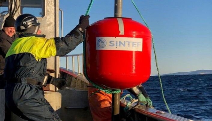 Utsetting av rigg med fiskeegg i Trondheimsfjorden. Hver rigg inneholder 80 egg som står i en ring. Utsetting av rigg med fiskeegg i Trondheimsfjorden. Hver rigg inneholder 80 egg som står i en ring.