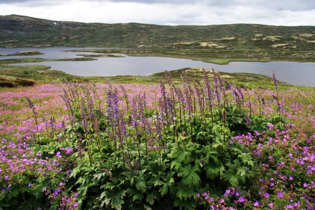 Tyrihjelm på Hardangervidda. Skjønnheten skjuler et drama med sex, dødelig gift, humlen med Norges lengste tunge og frekke innbruddstyver. Tyrihjelm på Hardangervidda. Skjønnheten skjuler et drama med sex, dødelig gift, humlen med Norges lengste tunge og frekke innbruddstyver.