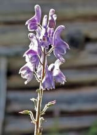 Tyrihjelmens blomst har både visir og hjelm. Tyrihjelmens blomst har både visir og hjelm.