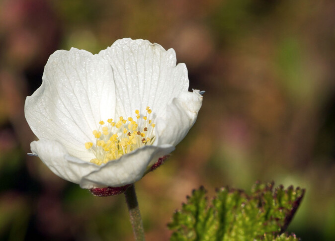 Moltene har han- og hunblomster på hver sin plante. Her er det bare støvbærere, så denne blomsten kommer aldri til å bære fram en molte. Moltene har han- og hunblomster på hver sin plante. Her er det bare støvbærere, så denne blomsten kommer aldri til å bære fram en molte.