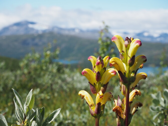 Kongsspir: Denne blomsten kan bare befruktes av humler som har lært seg å bruke en «boksåpner»! Kongsspir: Denne blomsten kan bare befruktes av humler som har lært seg å bruke en «boksåpner»!