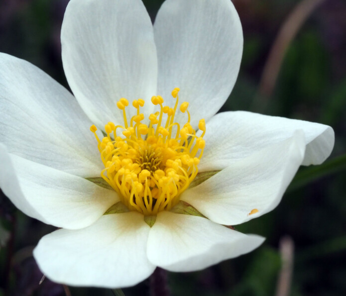 Reinrose er en vakker blomst - som også tiltrekker seg insekter. Reinrose er en vakker blomst - som også tiltrekker seg insekter.
