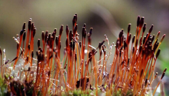 Dette er en fagerlemenmose (Tetraplodon mnioides), som vokser på døde lemen. Dette er en fagerlemenmose (Tetraplodon mnioides), som vokser på døde lemen.