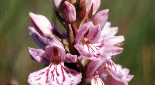Orkideene er planterikets elegante luringer