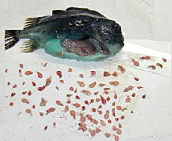 Rognkjeks full av spist lakselus. (Foto: Gifas) Rognkjeks full av spist lakselus. (Foto: Gifas)