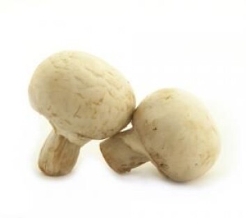 Den vanlige sjampinjongen heter Agaricus bisporus på latin. Den var opprinnelig lysebrun, men i 1926 fant en bonde hvite sjampinjong som han begynte å dyrke. Sjampinjonger har kanskje en positiv virkning på immunforsvaret. (Foto: Colourbox) Den vanlige sjampinjongen heter Agaricus bisporus på latin. Den var opprinnelig lysebrun, men i 1926 fant en bonde hvite sjampinjong som han begynte å dyrke. Sjampinjonger har kanskje en positiv virkning på immunforsvaret. (Foto: Colourbox)
