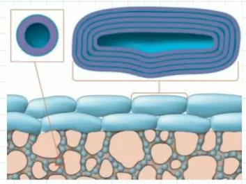 Figuren er en skjematisk framstilling av membranet i PVPA-modellen. Det rosa arealet er filteret, mens det blå representerer både de små liposomene som har trengt ned i porene i filteret, og de større liposomene på toppen av filteret. (Foto: (Illustrasjon: Roy Andre Lyså))