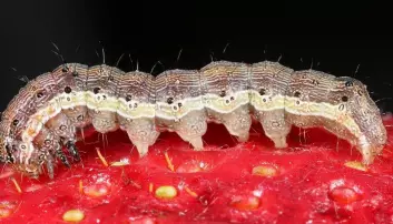 Battling harmful insects by understanding their sense of smell