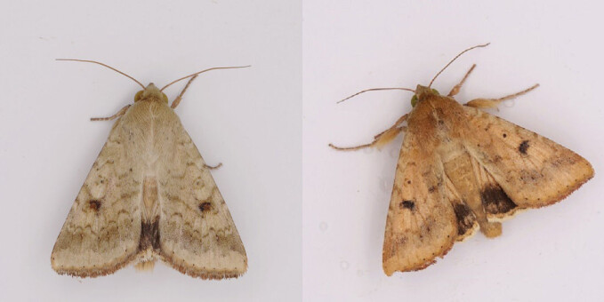 The cotton bollworm adults, male and female. They are a particularly big problem in China. The cotton bollworm adults, male and female. They are a particularly big problem in China.