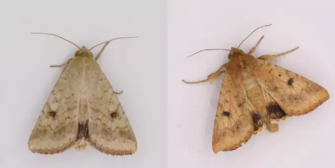 The cotton bollworm adults, male and female. They are a particularly big problem in China.
