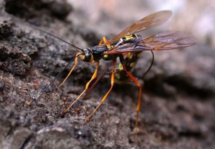 Megarhyssa superba er en parasittoid på bartrevepser. Legg merke til den svært lange egglederen som brukes til å bore hull i barken for å nå inn til vertslarven hvor eggene legges. (Foto: Alexander Shcherbakov) Megarhyssa superba er en parasittoid på bartrevepser. Legg merke til den svært lange egglederen som brukes til å bore hull i barken for å nå inn til vertslarven hvor eggene legges. (Foto: Alexander Shcherbakov)