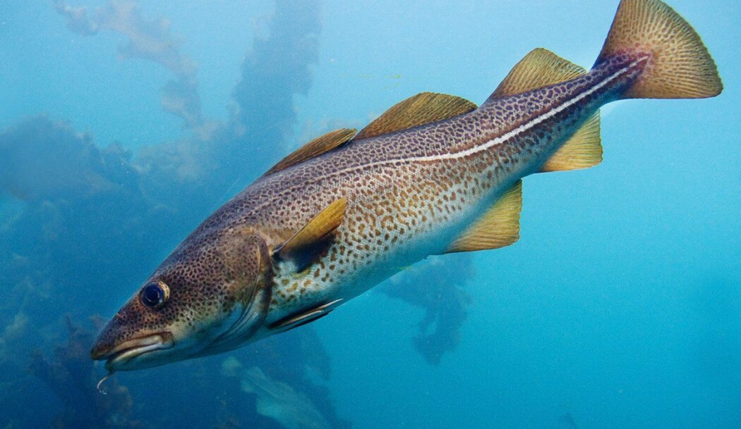Forsøk med torsk har vist at den er en art som er nysgjerrig av natur. Forsøk med torsk har vist at den er en art som er nysgjerrig av natur.