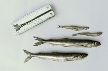 Stor og liten krøkle fanget med garn i Mjøsa. Disse har svært ulik diett, som kan spores både i diettmarkørene og miljøgiftnivåene i undersøkelsen. (Foto: Eirik Fjeld, Niva) Stor og liten krøkle fanget med garn i Mjøsa. Disse har svært ulik diett, som kan spores både i diettmarkørene og miljøgiftnivåene i undersøkelsen. (Foto: Eirik Fjeld, Niva)