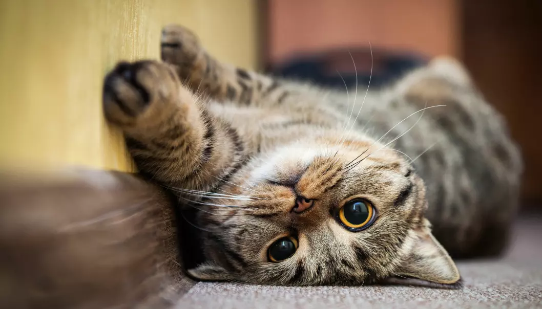 Katter kan bli koronasmittet, uten å bli syke