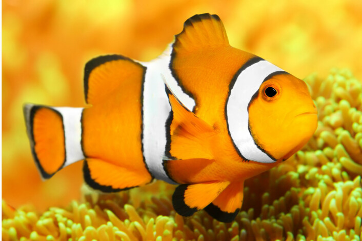 Klovnefiskene ble berømte da tegnefilmen «Oppdrag Nemo» gikk på kino. Klovnefisker lever hele livet (unntatt larvestadiet) sammen med tropiske sjøanemoner – og utbredelsen av arten passer fint med modellene over fortidens klima i den nye undersøkelsen. (Foto: Kletr/Microstock) Klovnefiskene ble berømte da tegnefilmen «Oppdrag Nemo» gikk på kino. Klovnefisker lever hele livet (unntatt larvestadiet) sammen med tropiske sjøanemoner – og utbredelsen av arten passer fint med modellene over fortidens klima i den nye undersøkelsen. (Foto: Kletr/Microstock)
