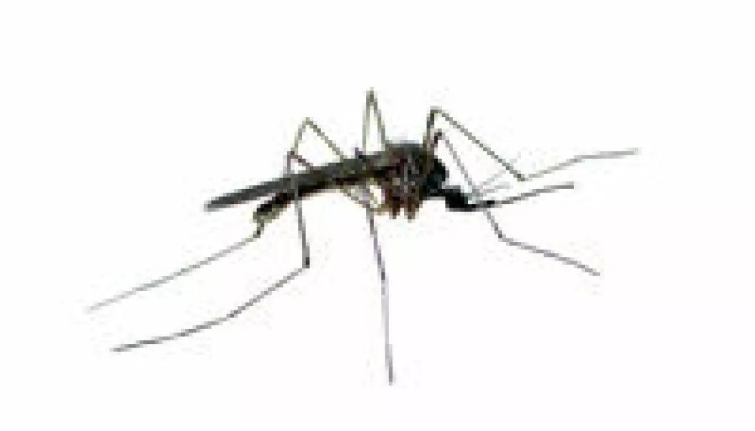 Hvorfor klør myggestikk?