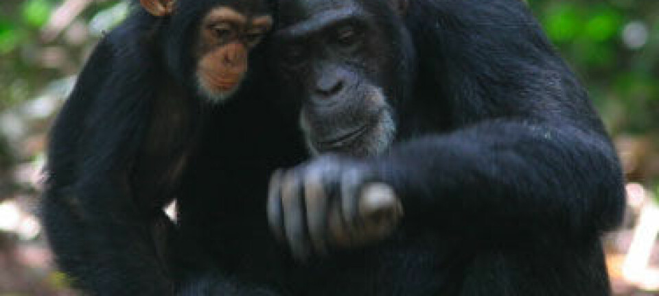 Sjimpansemor som åpner nøtt med steinverktøy. Etsuko Nogami