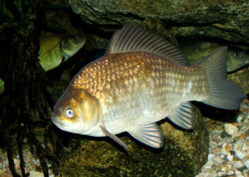 Karussen er en karpefisk som finnes over store deler av Europa. Her i landet lever den stort sett i dammer og i brønner, hvor den gjør nytte som vannrenser. (Foto: Karelj/Wikimedia Commons) Karussen er en karpefisk som finnes over store deler av Europa. Her i landet lever den stort sett i dammer og i brønner, hvor den gjør nytte som vannrenser. (Foto: Karelj/Wikimedia Commons)