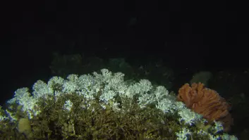 En stor koloni av Lophelia pertusa fra et om lag to hundre meter langt rev på 320 meters dyp utenfor Frohavet. Risengrynskorallen, Primnoa, sees til høyre i bildet. (Foto: MAREANO/Havforskningsinstituttet)