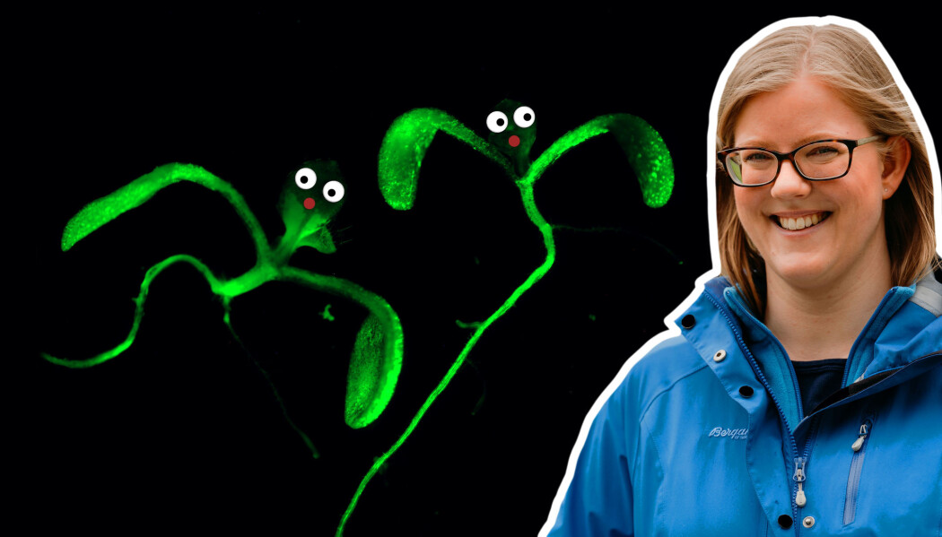 Når planter blir for tørre eller får ugressmiddel på seg blir de stressa. Når planter blir for tørre eller får ugressmiddel på seg blir de stressa.