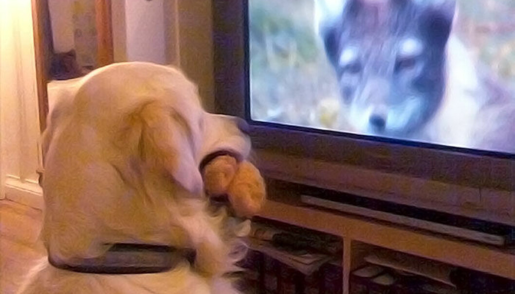 Ser hunder hva som skjer på TV?