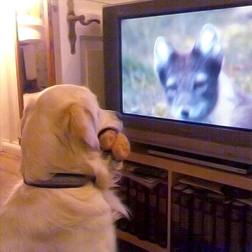 Golden retrieveren Theo følger interessert med på naturprogrammer, forteller eier og forskning.no-journalist Hanne Østli Jakobsen. Her møter han villdyrets blikk med en trygg kosebamse i munnen. (Foto: Lars Jakobsen) Golden retrieveren Theo følger interessert med på naturprogrammer, forteller eier og forskning.no-journalist Hanne Østli Jakobsen. Her møter han villdyrets blikk med en trygg kosebamse i munnen. (Foto: Lars Jakobsen)