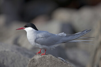 Rødnebbterna kan hekke så langt nord som i arktis og overvintre helt sør i drivisen ved Antarktis. (Foto: Hans Petter Kristoffersen / Skog og landskap) Rødnebbterna kan hekke så langt nord som i arktis og overvintre helt sør i drivisen ved Antarktis. (Foto: Hans Petter Kristoffersen / Skog og landskap)