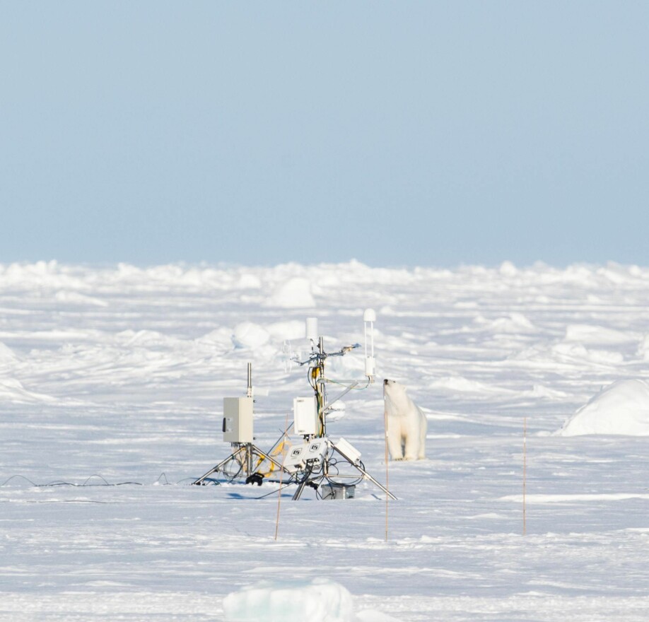 Isbjørn er en av flere arter som står i fare for å miste islagte leveområder, i takt med de pågående klimaendringene. På bildet studerer et eksemplar av arten noen instrumenter på isen under innfrysningen av Lance.