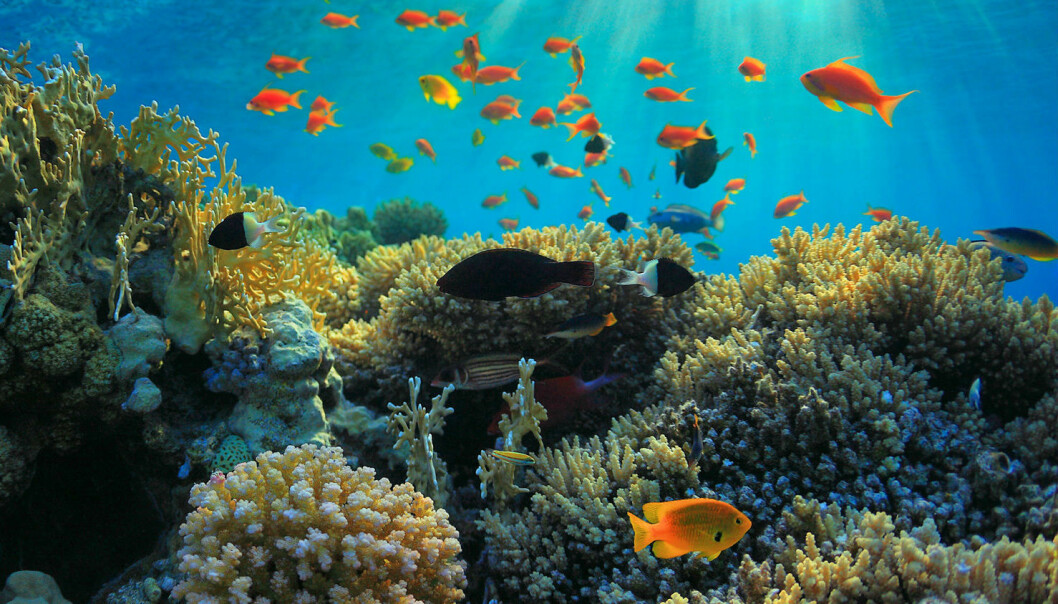 Fortiden bestemmer om korallrev er fulle av fisk