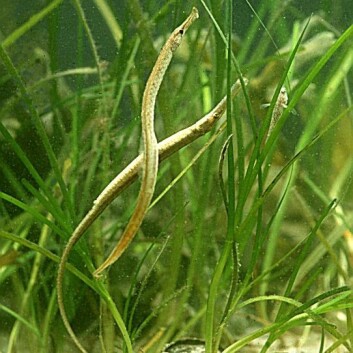 Nålefisk hører til sjøhestfamilien, noe som innebærer at det er hannene går gravide og føder barn. Selv de gravide hannene i den nye studien valgte bort de positive sidene ved varmt vann når de var syke. (Foto: Ola Jennersten) Nålefisk hører til sjøhestfamilien, noe som innebærer at det er hannene går gravide og føder barn. Selv de gravide hannene i den nye studien valgte bort de positive sidene ved varmt vann når de var syke. (Foto: Ola Jennersten)