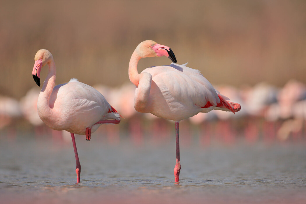Når flamingoene kommer i puberteten blir de rosa. Når flamingoene kommer i puberteten blir de rosa.