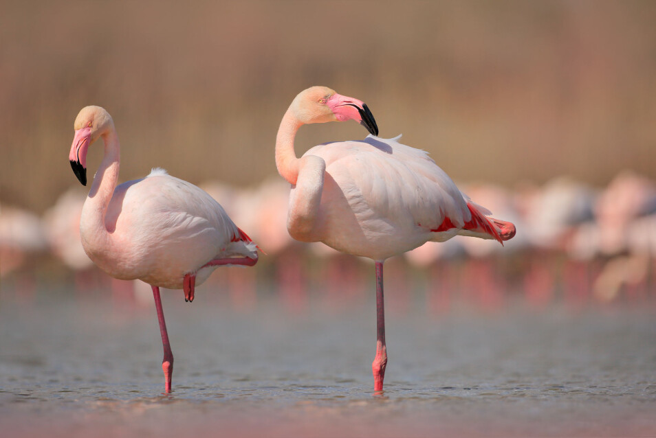 Når flamingoene kommer i puberteten blir de rosa.