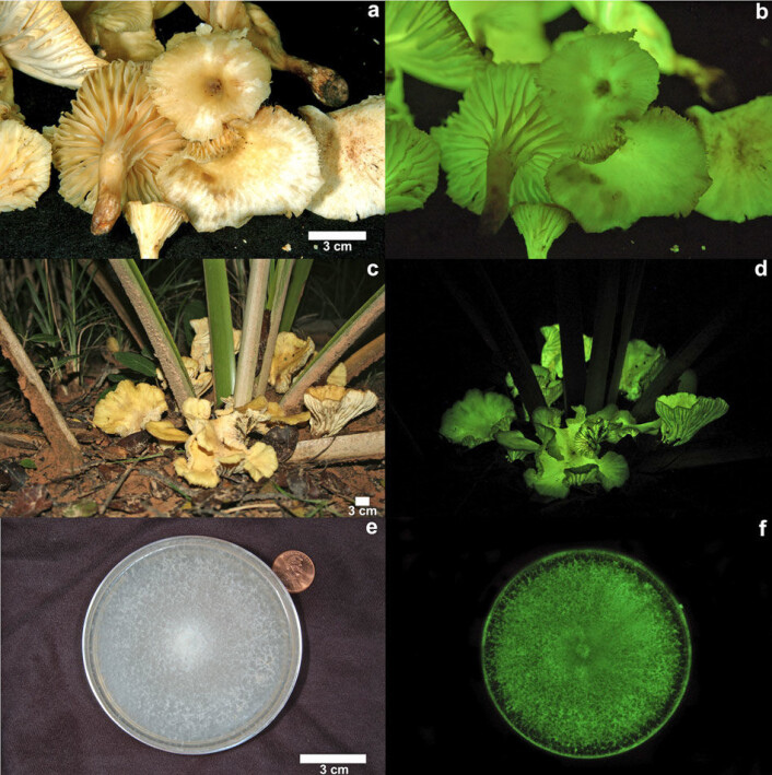 Bilder av den nyoppdagede soppen som har fått et nytt latinsk navn - Neonothopanus gardneri. (Foto: Cassius V. Stevani/IQ-USP, Brazil) Bilder av den nyoppdagede soppen som har fått et nytt latinsk navn - Neonothopanus gardneri. (Foto: Cassius V. Stevani/IQ-USP, Brazil)