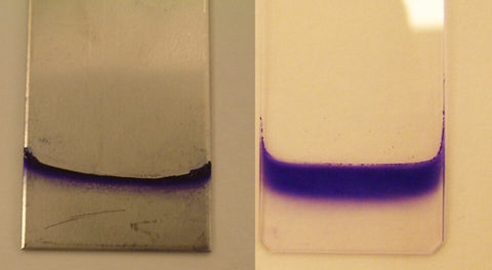 Bakterienes evne til å danne biofilm sjekkes på ulike typer underlag og ved ulike temperaturer. Her ser vi E. coli-biofilm på stål ved 20 grader og på glass ved 12 grader. Biofilmen er farget slik at det skal være lettere å se den. (Foto: Heidi Solheim, Veterinærinstituttet)
