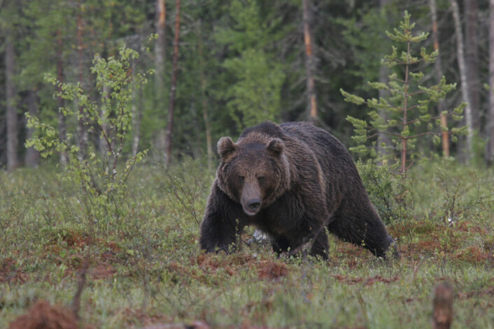 Brunbjørnens genom er bindeleddet mellom kjempepandaen Ailuropoda melanoleuca og isbjørnen Ursus maritimus. (Foto: Alexander Kopatz) Brunbjørnens genom er bindeleddet mellom kjempepandaen Ailuropoda melanoleuca og isbjørnen Ursus maritimus. (Foto: Alexander Kopatz)