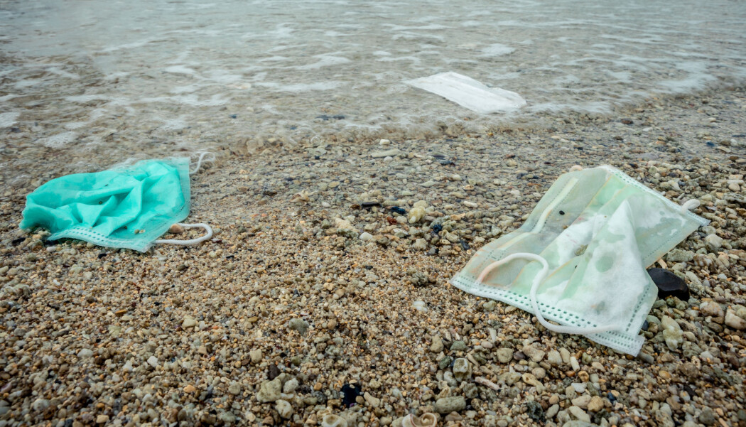 Munnbind har vist seg å ha en beskyttende effekt mot korona-smitte. Problemet er at engangsmunnbind inneholder plast, og mange har funnet veien ut i naturen og havet. Munnbind har vist seg å ha en beskyttende effekt mot korona-smitte. Problemet er at engangsmunnbind inneholder plast, og mange har funnet veien ut i naturen og havet.