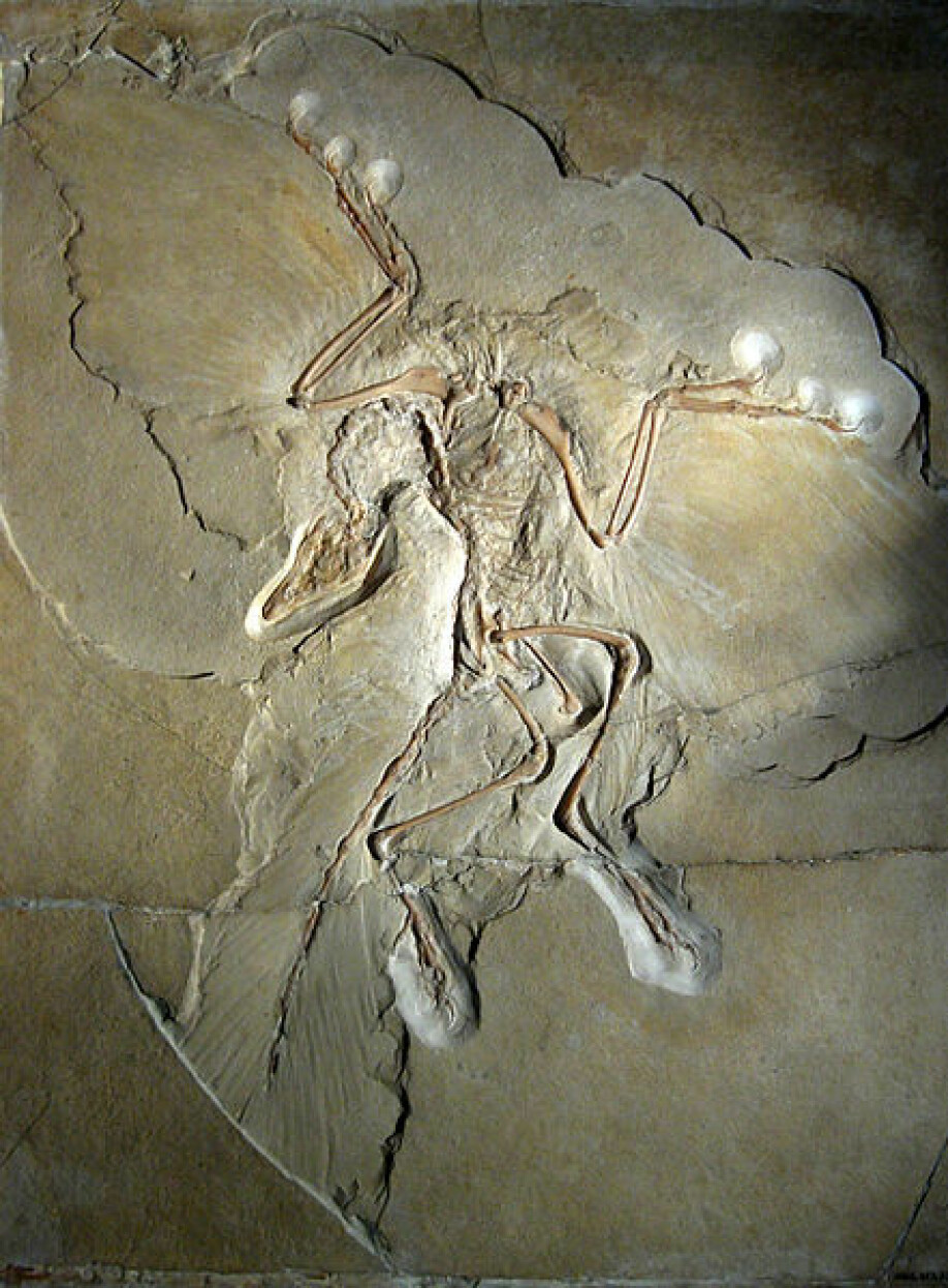 Fossiler av Archaeopteryx har et umiskjennelige avtrykk av fjærdrakt. Det finnes 13 eksemplarer.